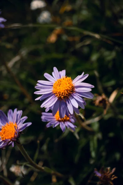 Vertical Close Seup Shot Beautiful New England Aster Flowers — стоковое фото