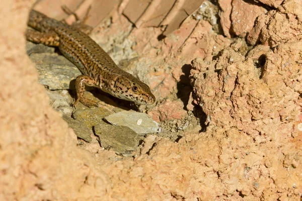 Podarcis Liolepis 도마뱀의 클로즈업 — 스톡 사진