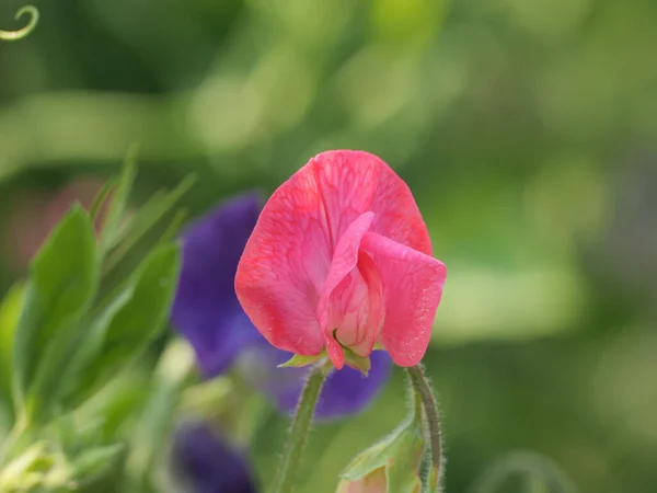 Makroaufnahme Einer Schönen Rosa Erbsenblüte Freien Bei Tageslicht — Stockfoto