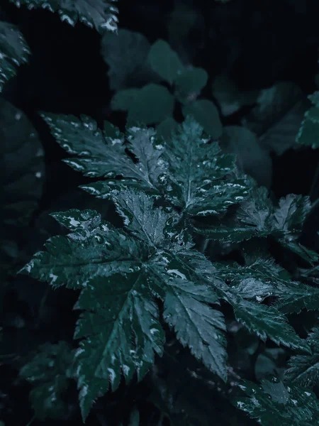 Groene Planten Nat Met Kristalheldere Regendruppels — Stockfoto