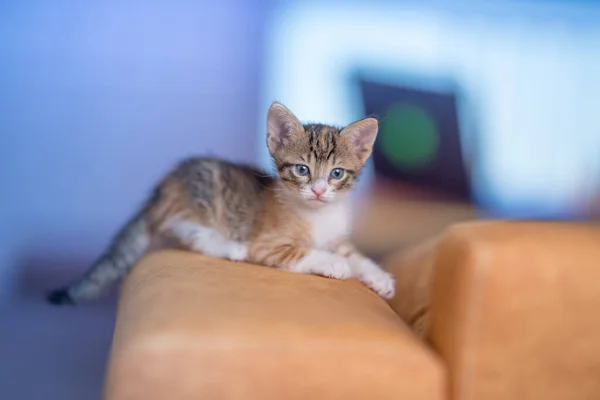Eine Nahaufnahme Von Einem Sehr Niedlichen Kätzchen Auf Dem Sofa — Stockfoto