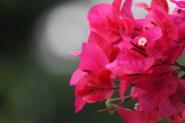 Pembe Begonvil Çiçeğinin Seçici Odak Noktası — Stok fotoğraf