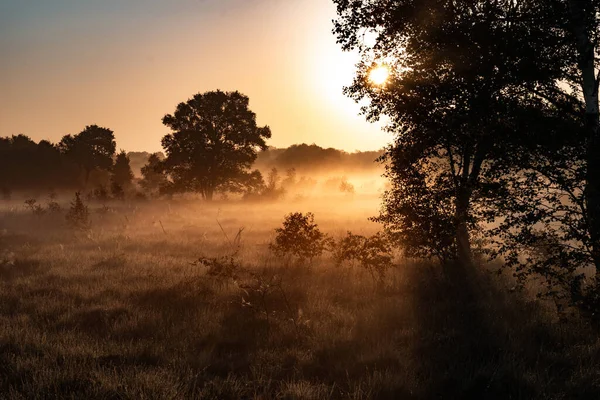 Pomeriggio Misterioso Nella Foresta Nebbiosa Concetto Misterioso — Foto Stock