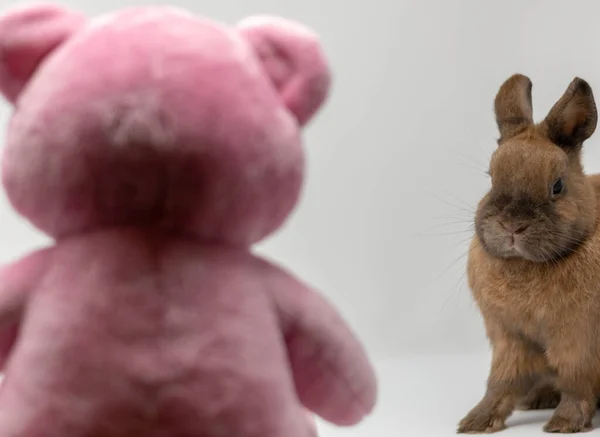 Eine Nahaufnahme Eines Flauschigen Braunen Kaninchens Neben Einem Stoffbär — Stockfoto