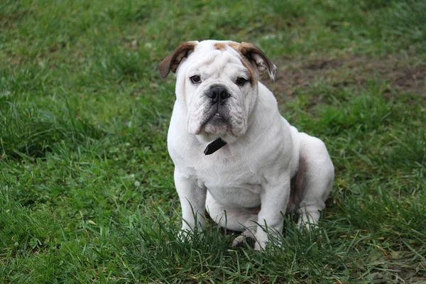 Egy Imádnivaló Angol Bulldog Portréja Kertben — Stock Fotó