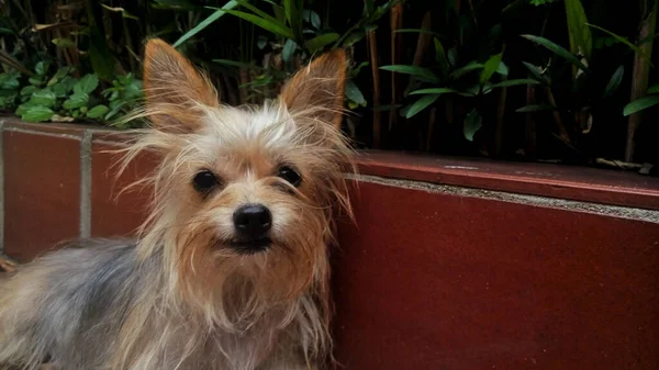 Close Bonito Pequeno Yorkshire Terrier — Fotografia de Stock