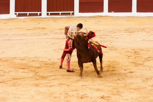 Plasencia Espanha Junho 2015 Luta Touros Matador Miguel Angel Perera — Fotografia de Stock