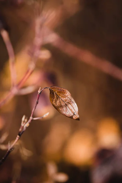 Selektywne Ujęcie Brązowego Liścia Gałęzi — Zdjęcie stockowe