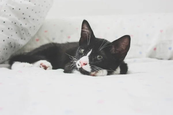 Μια Κοντινή Φωτογραφία Μιας Ασπρόμαυρης Γάτας Ξαπλωμένης Στο Κρεβάτι — Φωτογραφία Αρχείου
