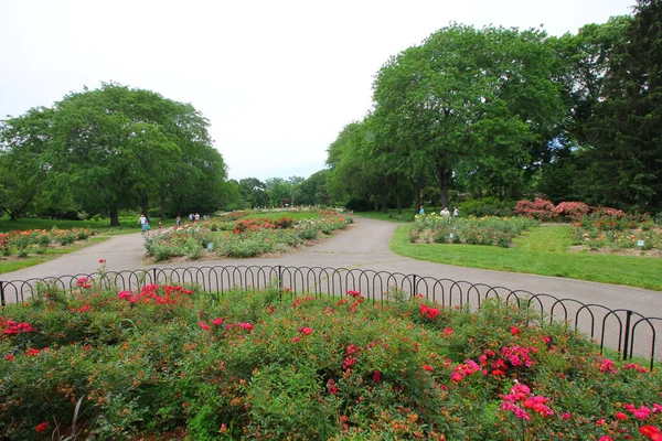美国剑桥 2017年8月2日 俄亥俄州哥伦布市的玫瑰公园 — 图库照片