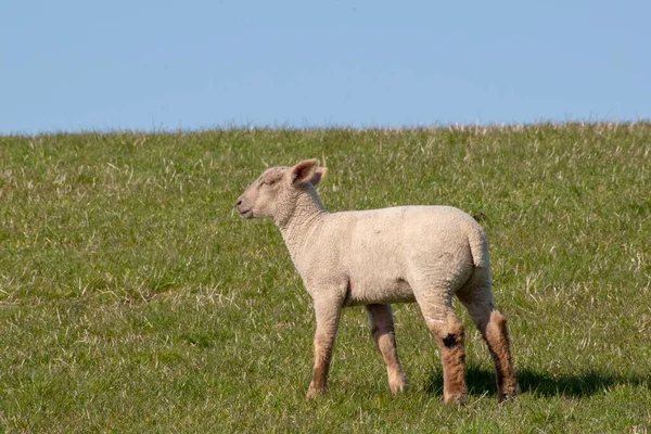 Nahaufnahme Eines Lammes Auf Einem Feld — Stockfoto