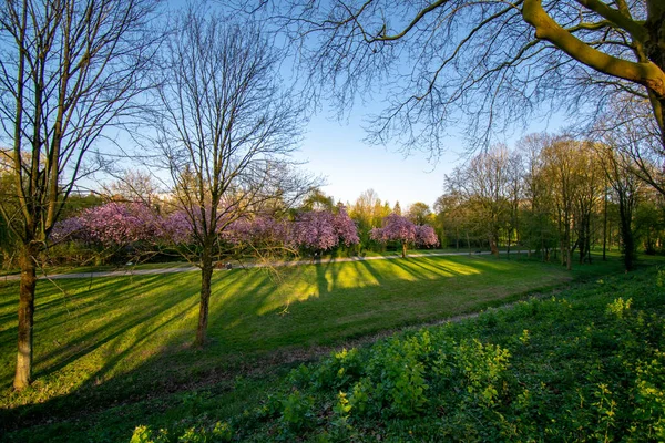 Gli Alberi Fiore Con Fiori Viola Parco Emden Germania Durante — Foto Stock