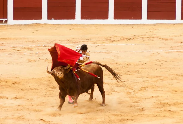 Plasencia Spain Jun 2015 Bullfight Matador Miguel Angel Perera Plaza — стокове фото