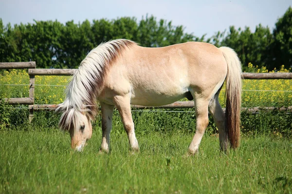 牧草地で美しい馬の放牧のクローズアップショット — ストック写真