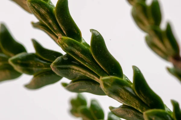 Una Macro Toma Hojas Verdes Plantas Suculentas — Foto de Stock