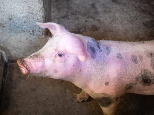 Closeup Shot Adorable Pig — Stock Photo, Image