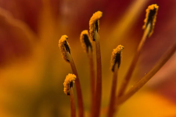 Bir Çiçek Makrosu — Stok fotoğraf