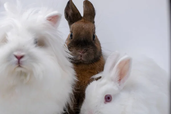 귀여운 토끼가 토끼들 뒤에서 카메라를 놀라고 있습니다 — 스톡 사진