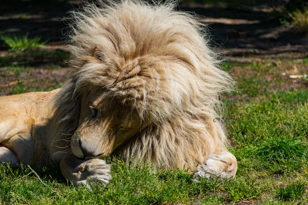 Zbliżenie Lwa Leżącego Trawie Zoo Dzień — Zdjęcie stockowe