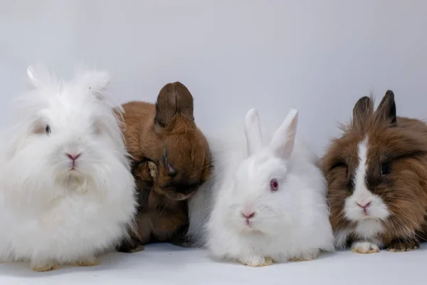 Een Groep Pluizige Konijnen Een Witte Achtergrond — Stockfoto