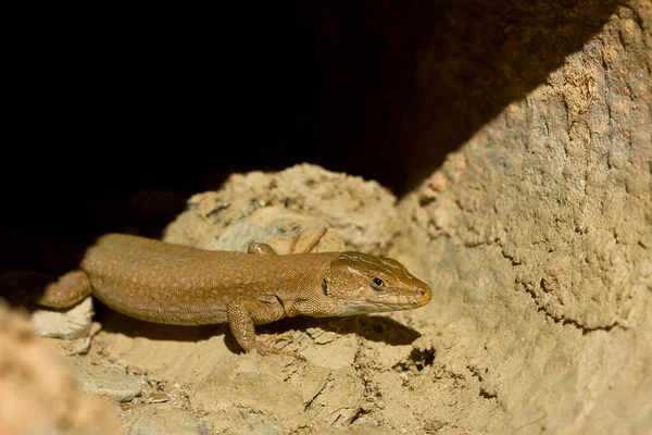 Detailní Záběr Ještěrky Podarcis Liolepis — Stock fotografie