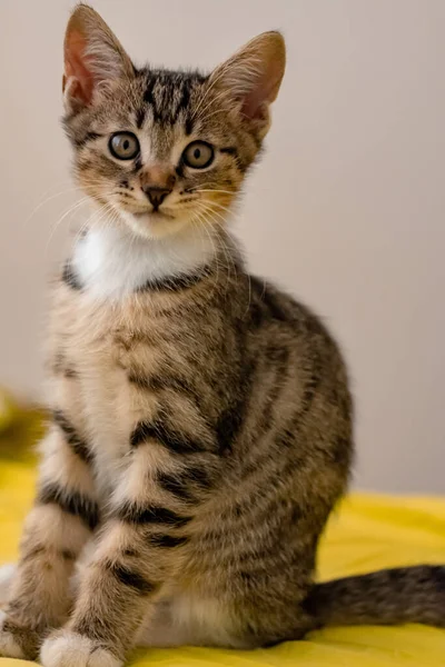 카메라를 귀여운 집고양이의 — 스톡 사진