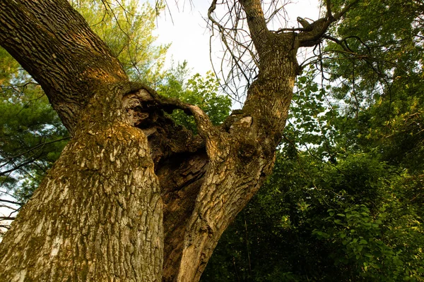 Plan Angle Bas Vieil Arbre Aux Feuilles Vertes Contre Ciel — Photo