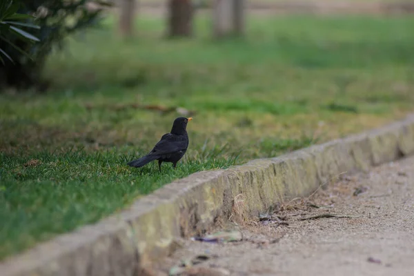 绿草上灰色乌鸦的选择性聚焦镜头 — 图库照片