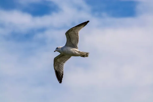 Tiro Ángulo Bajo Una Gaviota Volando Bajo Cielo Azul Nublado —  Fotos de Stock