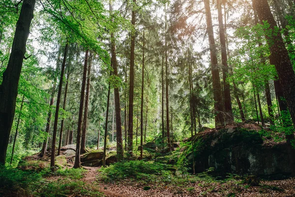 Scénický Nízkoúhlé Záběr Lesa Luisenburg Rock Labyrinth Fichtelgebirge Německo — Stock fotografie