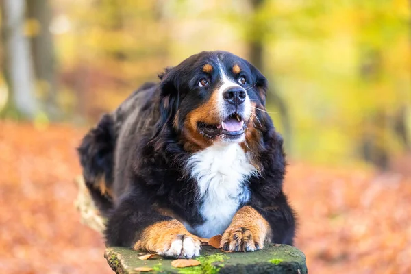 Een Selectieve Focus Shot Van Een Schattige Berner Berg Hond — Stockfoto