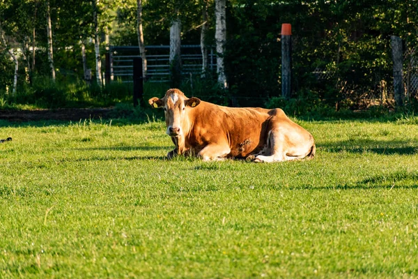 Una Toma Altura Los Ojos Una Vaca Acostada Campo — Foto de Stock