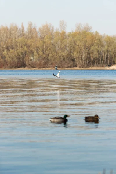 Zwei Wasser Schwimmende Enten Hintergrund Eine Möwe — Stockfoto