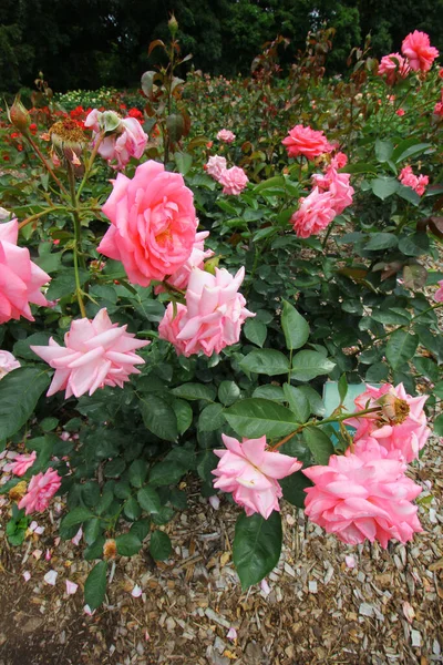 昼間に撮影された庭のピンクのバラの垂直ショット — ストック写真