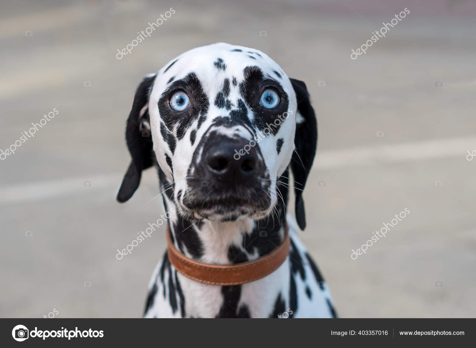 Selective Focus Shot Dalmatian Face Bright Blue Staring Eyes