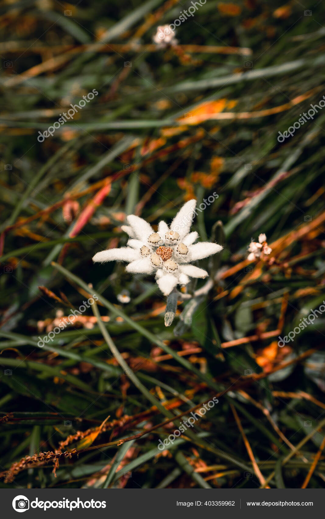 Primer Plano Una Hermosa Flor Blanca Edelweiss: fotografía de stock ©  Wirestock #403359962 | Depositphotos