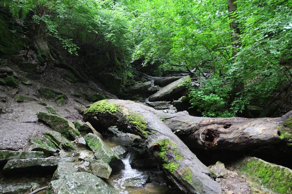 Una Vista Mozzafiato Sugli Alberi Sui Fiumi Una Foresta — Foto Stock