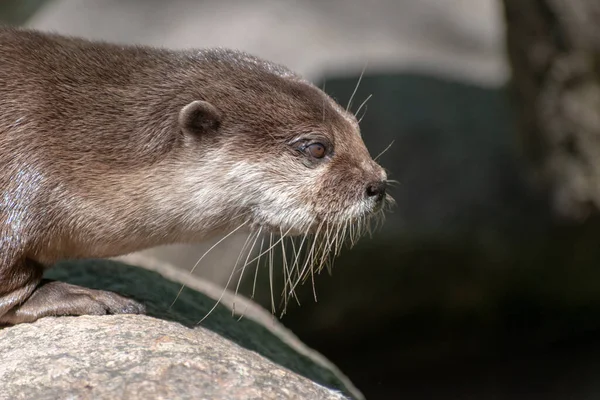 昼間は屋外で可愛いカワウソのクローズアップ — ストック写真