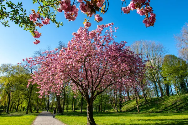 Parkta Mavi Gökyüzüne Karşı Mor Çiçeklerle Açan Bir Ağaç — Stok fotoğraf