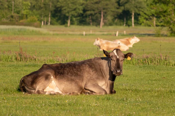 Μια Αγελάδα Ένα Χωράφι Αιχμαλωτίστηκε Μια Ηλιόλουστη Μέρα — Φωτογραφία Αρχείου
