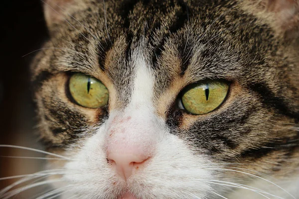 一只长着大大的绿色眼睛的可爱的家猫的肖像 — 图库照片