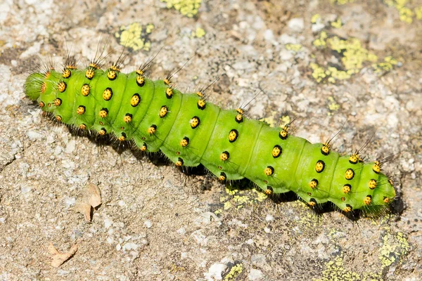 Makro Detailní Záběr Housenky Saturnia Pavonia Také Známý Jako Císař — Stock fotografie