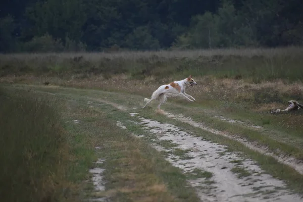 Perro Borzoi Blanco Corriendo Por Área Rural —  Fotos de Stock