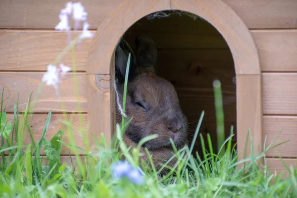 Närbild Söt Kanin Håla — Stockfoto