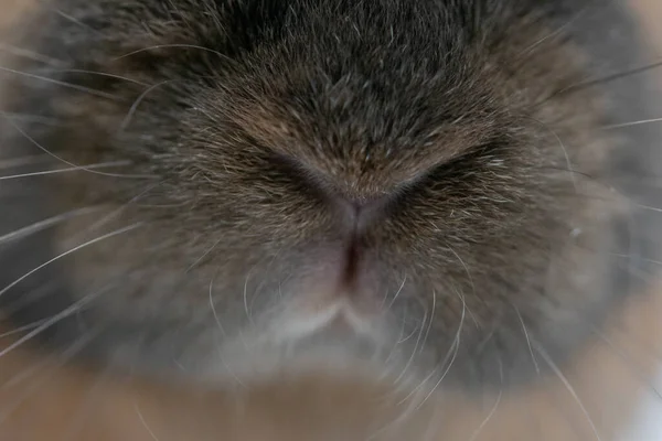 一只棕色兔子的嘴和鼻子的特写 — 图库照片