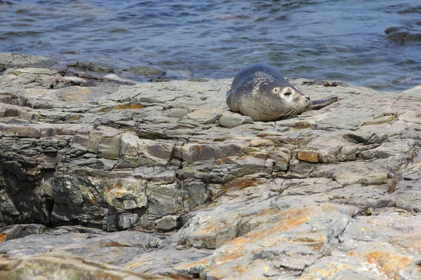 美国缅因州巴尔港岩石海岸上的一只年轻海豹 — 图库照片