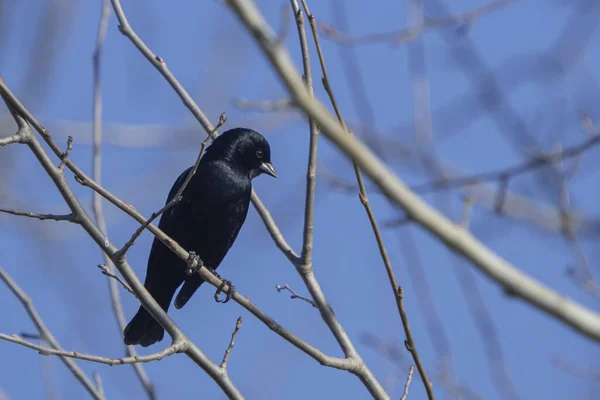 Colpo Sbalorditivo Cowbird Urlante Visto Attraverso Rami Albero — Foto Stock