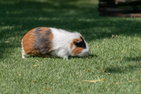 Gros Plan Cobaye Dans Jardin — Photo