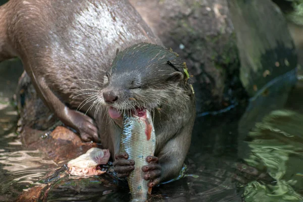 Gros Plan Une Loutre Dans Rivière Attrape Poisson — Photo