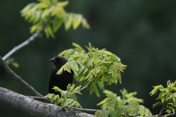 Detailní Záběr Černého Ptáka Sedícího Větvi Stromu — Stock fotografie